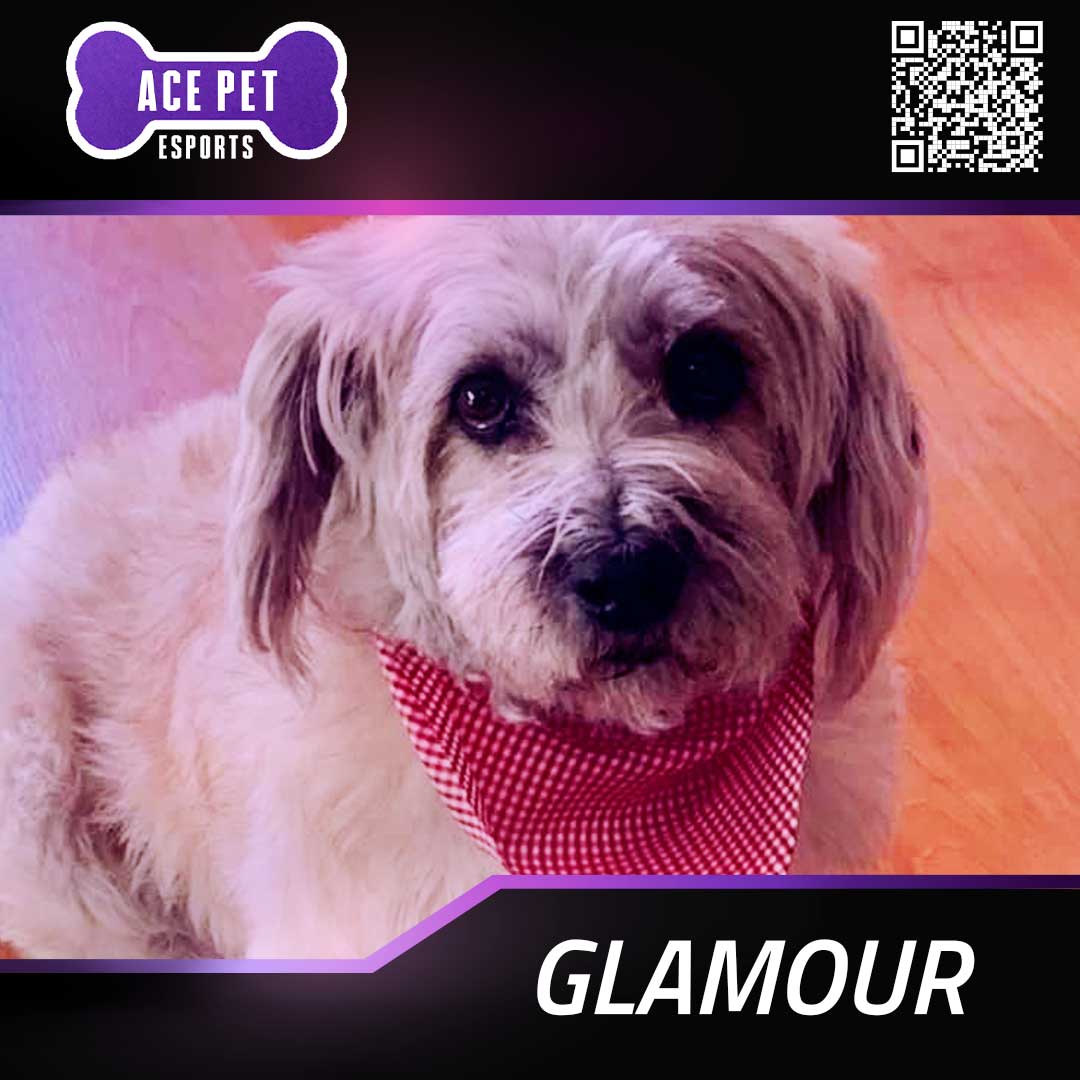 ACE_PETS_GLAMOUR